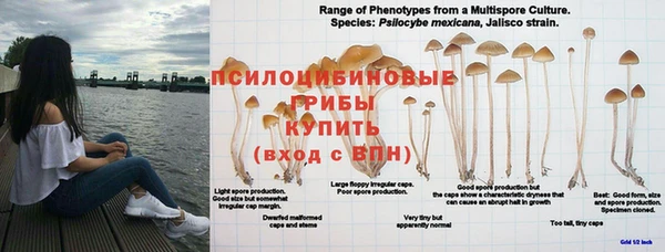 a pvp Бородино